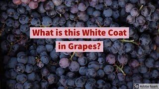 Why does Grapes have White Color Coat on Skin? | Are Grapes Chemically treated!