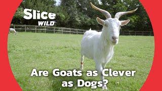 The Surprising Social Intelligence of Goats | SLICE WILD