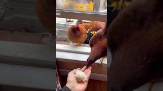 Indoor Chicken Feeding! #backyardchickens #homestead