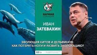 Иван Затевахин. Эволюция китов и дельфинов: Как потерять ноги и развить эхолокацию?