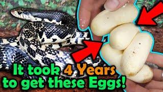 Our GIANT Hognose Snake Laid Eggs!