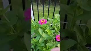 A tip for cutting zinnias! #zinnia #flowergarden #flowers #gardening