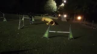 Agility night training with Border Collie, Alde