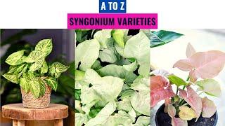 Syngonium Varieties A to Z