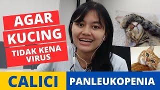 LAKUKAN INI AGAR KUCING TERHINDAR DARI VIRUS CALICI DAN PANLEUKOPENIA