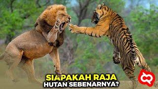 Singa Raja Pemangsa vs Harimau Kelaparan Akhirnya Bertarung! Siapa Penguasa Hutan Sebenarnya?