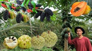 MGA LIBRENG PRUTAS SA BUKID NAGKALAT LANG SA NIYOGAN KINAKAIN LANG NG UWAK