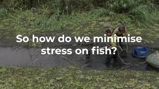 What causes fish to become distressed and how does the Environment Agency help?