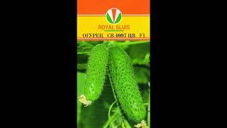 ТОЛЬКО ЭТИ ОГУРЦЫ ПОСАЖУ В 2024 ГОДУ, УРОЖАЙ СОБИРАЮ ВЁДРАМИ, НЕ БОЛЕЮТ, ВКУСНЫЕ, МОЖНО СОЛИТЬ!