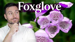 How This Flower Became Medicine (Foxglove & Digitalis) | Patrick Kelly