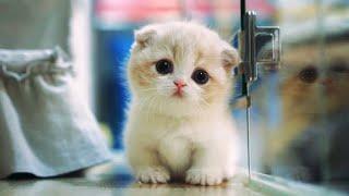 Top 10 MOST CUTEST CAT BREEDS IN THE WORLD