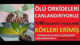 Solmuş ölmüş orkide nasıl canlanır. Kökleri çürümüş orkideleri tekrar nasıl canlandırabiliriz.