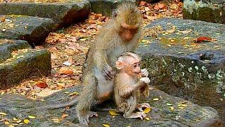 Best heart! Monkey Rainbow doesn't forget her sister Lily when mom Libby left Lily alone