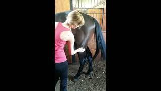 Horse Massage #3.3