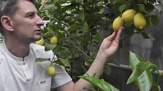 Citrus limon "Femminello Carrubaro" лимон "Фемминелло Каррубаро"