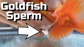 My Goldfish Laid Eggs! - Hand Spawning Goldfish Breeding Guide
