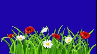 red & white flower blue  screen background video | screen magic || blue screen video |