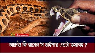 রাসেল ভাইপার সাপ আসলে কতটা ভয়ঙ্কর ? Russel's Viper Snake | ATN Bangla News