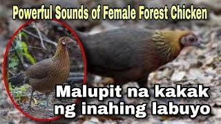 (EP2) Malupit na kakak ng inahing labuyo | Powerful sounds of forest hen chicken (free download)