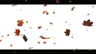 Autumn leaves falling effect with  white background -HD Youtube