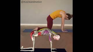 CAT-COW POSE (Marjaryasana-Bitilasana) 