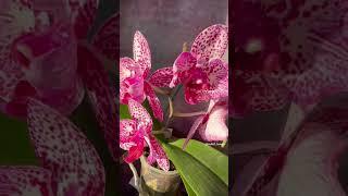 Зима - сезон цветения орхидей!  #shorts #orchids #орхидеи