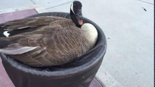 HISSING GOOSE IN A FLOWER POT