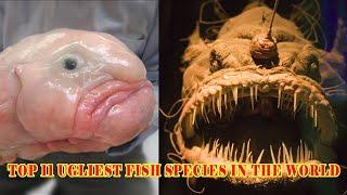 Top 11 Ugliest Fish Species In The World (With Pics)