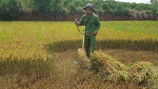 đây là cách ma người dân cắt lúa bằng máy cắt cỏ