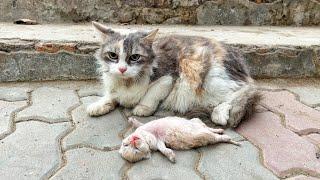 Old mother cat's eyes filled with tears as she watching her poor kitten struggle to survive.