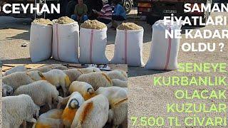 19 TEMMUZ 2024 CEYHAN KÜÇÜKBAŞ HAYVAN PAZARI#hayvanpazari #koyun #adak #animals #keşfet #köyhayatı