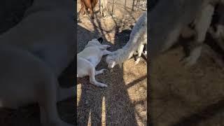 Suri Alpaca Priscilla in Texas