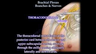 Brachial Plexus Branches & Nerves - Everything You Need To Know - Dr. Nabil Ebraheim