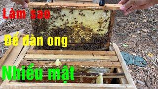 Làm sao để ong nhiều mật? | Nhận biết ong chia đàn