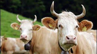 10 Best Cow Breeds For Milk Production