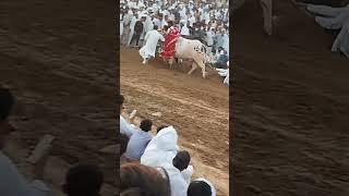 Jon Vlogs Desi Bail Karah Bull Racing  #shorts #videos #ytshorts