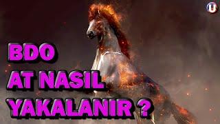 Bdo At Nasıl yakalanır , Binek Eğitim Leveli Nasıl kasılır