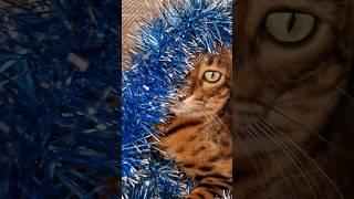 Merry Christmas  #christmas #merrychristmas #music #song #cat