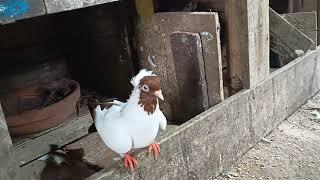 Small Fancy Pigeon loft in howrah bagnan / Fancy Kabootar Loft in howrah bagnan