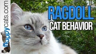 Blue Lynx Mitted Ragdoll Cat Trigg Meowing & Smelling Something Outside