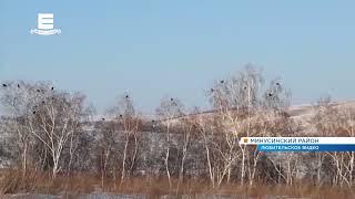Жители Минусинска заметили десятки тетеревов в берёзовой роще (Енисей Минусинск).