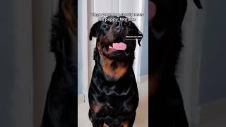 #rotter #dog #rottweiler #dogowner #rottwailer #petowner #pets #rotties #animalowner #rottie