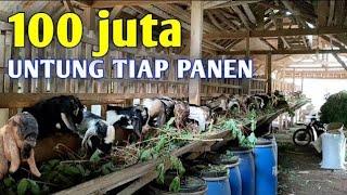 Penggemukan Kambing Jawarandu Hasilnya 100 Jt