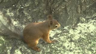 Moscow squirrels/Московские белки