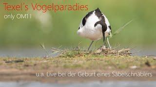 Das Vogelparadies Texel: Faszinierende Vogelbeobachtungen mit der Olympus OM1