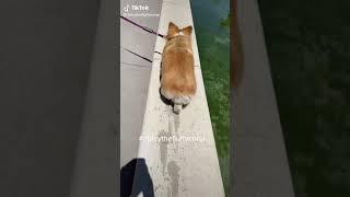 corgi sexy walk | cute dog funny | corgi twerk | corgi ass | hot ass corgi | hot ass dog | wag ass