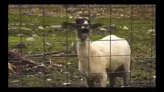 Goat laughing. meme | #Meme | Survivor