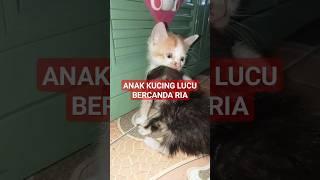 ANAK KUCING LUCU BERCANDA RIA / FUNNY CAT KIDS JOKING HAPPY #cat #kucing