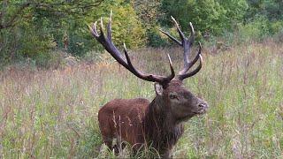 Red Deer Rutting season is here! What you need to know