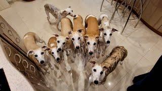 Introducing All My 8 Whippets